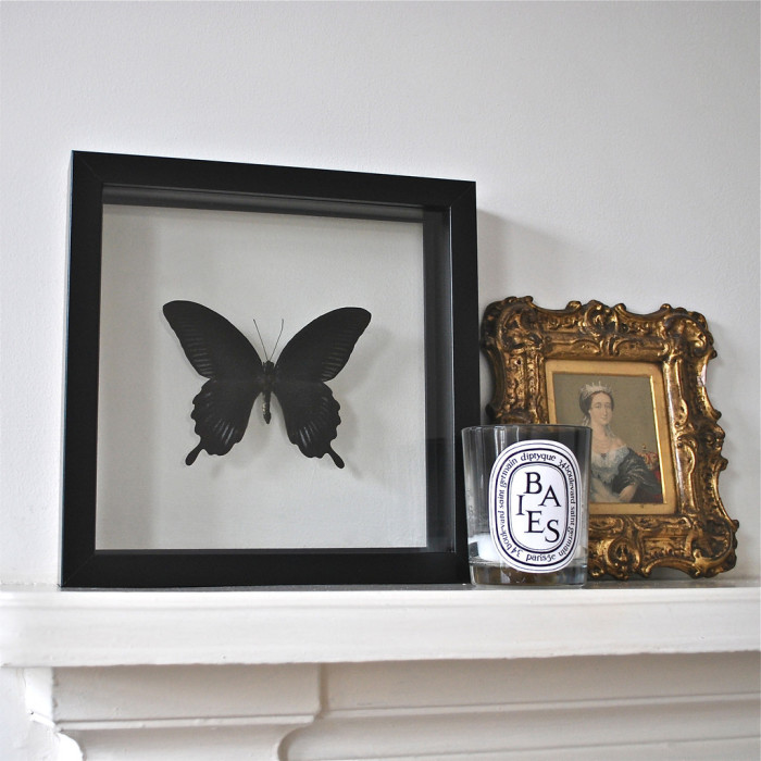 framed black butterfly black frame