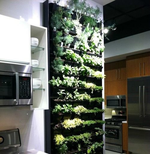 living herb wall in kitchen