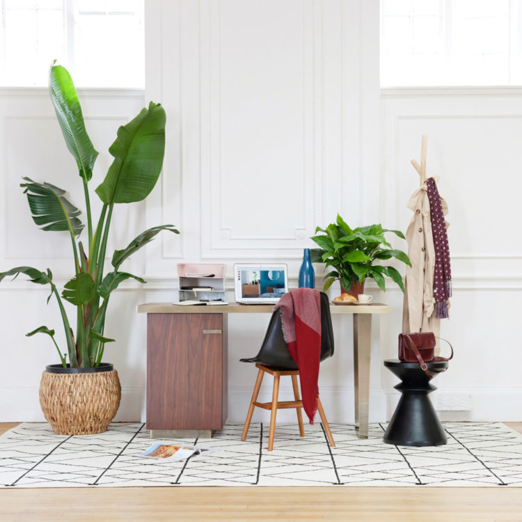 gaston walnut and brass desk, brigitte bardot box stool (as plant pot) watford chair, alban side table all from la redoute photo by Megan Taylor