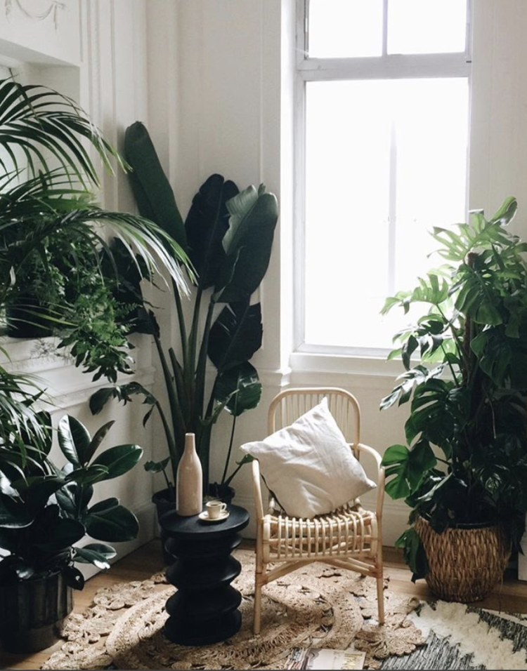 grow your own fresh air with house plants image by KW-S chair by La Redoute