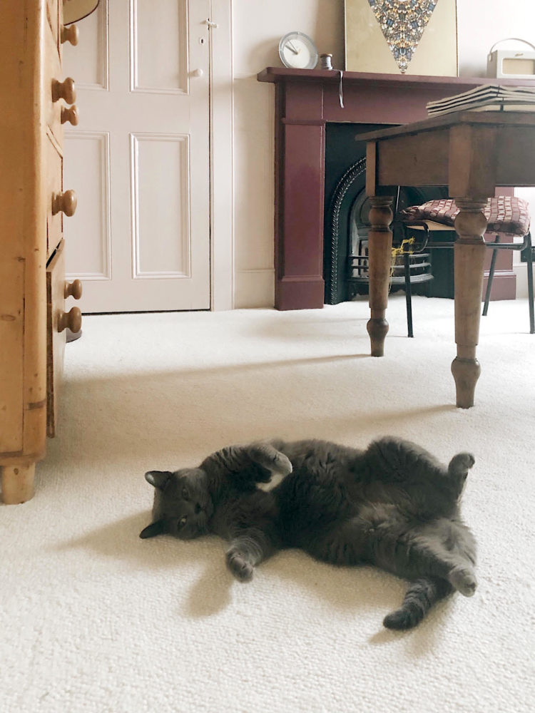 enid cat on barefoot hatha carpet by alternative flooring