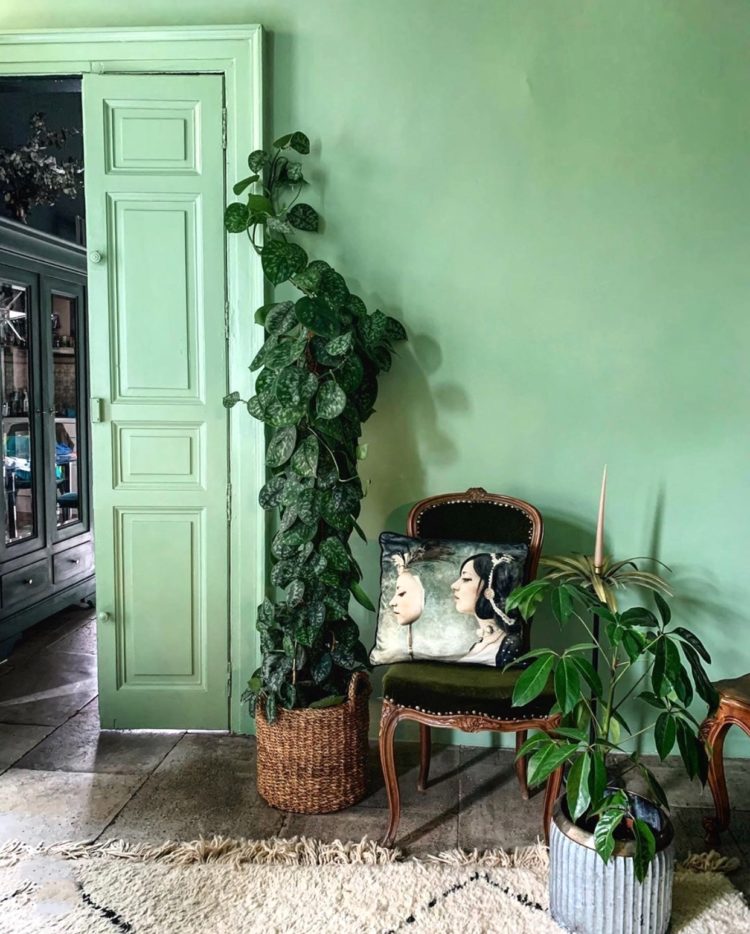 green walls and plants via Lou @fig_tart in France