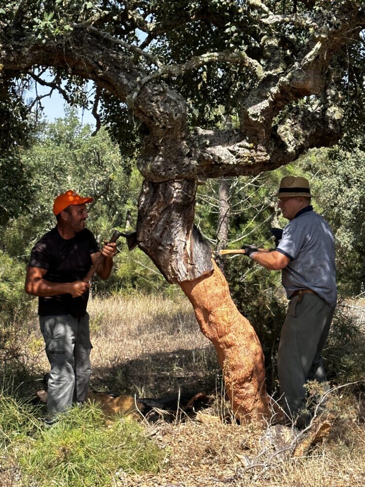 Ein Korkbaum lebt 200 Jahre und es sind 25 Jahre bis zur ersten Ernte